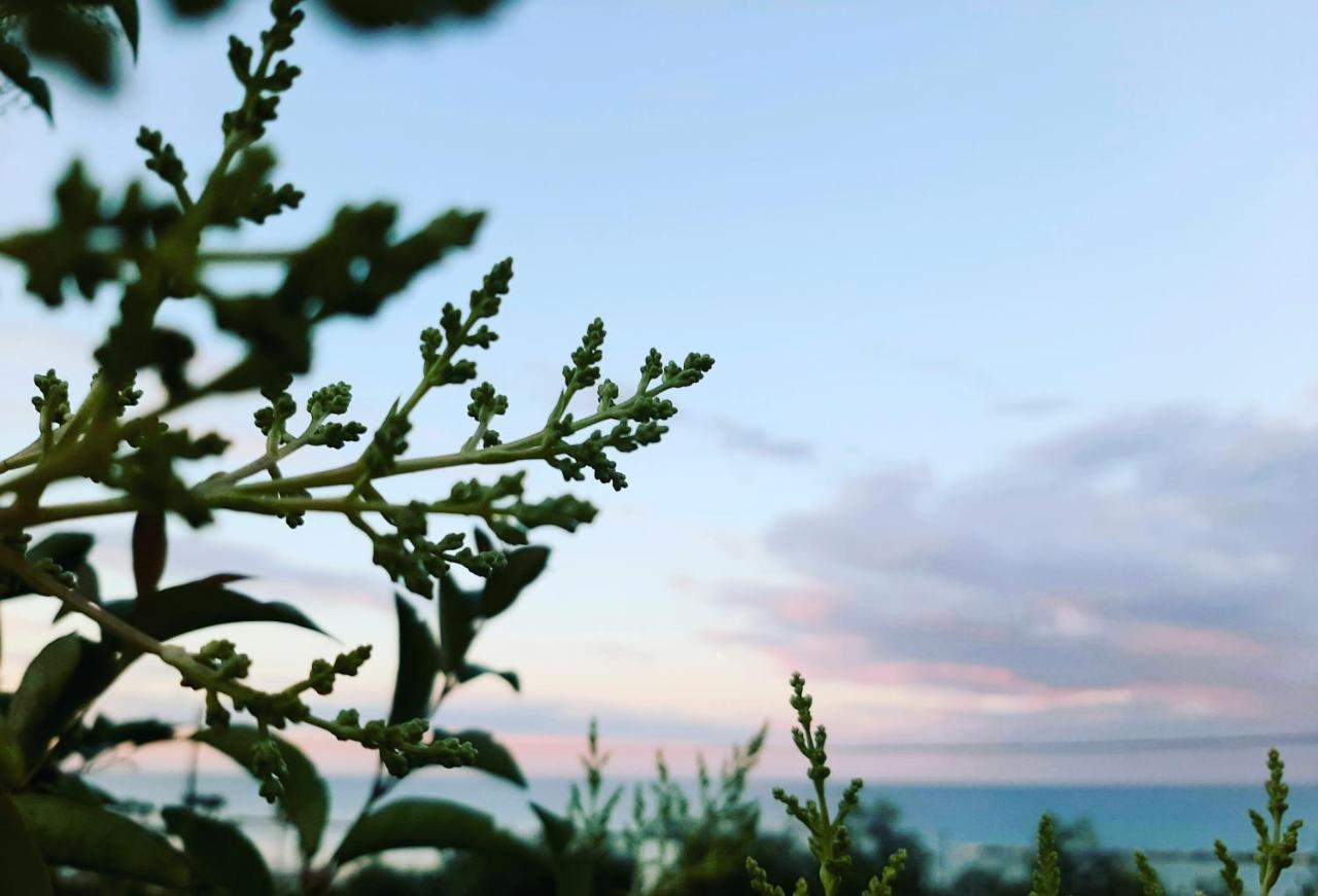Bio Agriturismo Mare In Campagna Campofilone المظهر الخارجي الصورة